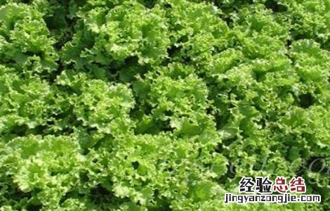 生菜怎么种 缺氧海生菜怎么种