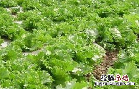 生菜怎么种 缺氧海生菜怎么种