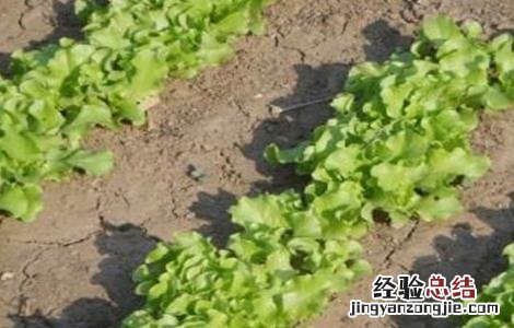 生菜怎么种 缺氧海生菜怎么种