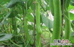 瓠瓜的栽培技术与管理 瓠瓜的栽培技术