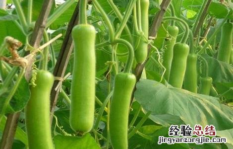 瓠瓜的栽培技术与管理 瓠瓜的栽培技术