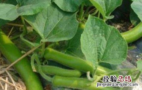 瓠瓜的栽培技术与管理 瓠瓜的栽培技术