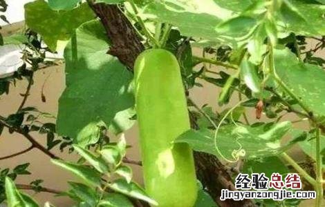 瓠瓜的栽培技术与管理 瓠瓜的栽培技术