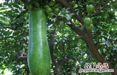 瓠瓜的栽培技术与管理 瓠瓜的栽培技术