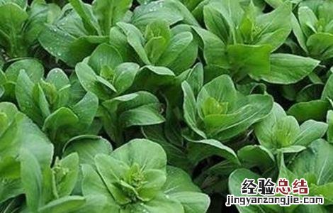 青菜的种植方法 青菜的种植方法和过程