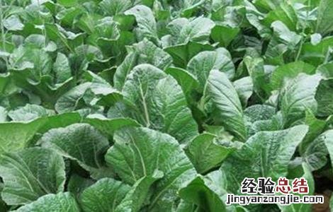 青菜的种植方法 青菜的种植方法和过程
