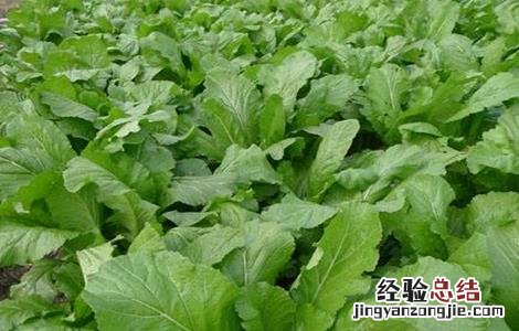 青菜的种植方法 青菜的种植方法和过程