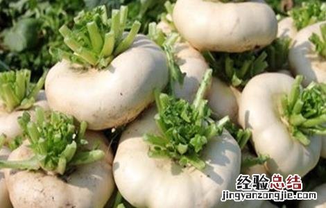 芜菁栽培技术浇水 芜菁的栽培技术