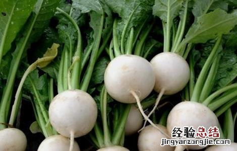 芜菁栽培技术浇水 芜菁的栽培技术