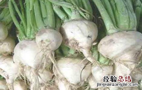 芜菁栽培技术浇水 芜菁的栽培技术