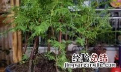 水杉繁殖方法 水杉的繁殖方法