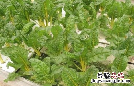 水培蔬菜的简易方法 水培蔬菜的简易方法有哪些