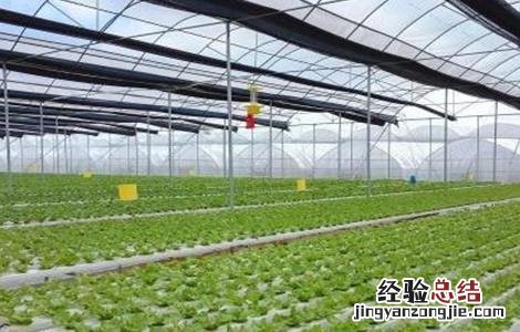 水培蔬菜的简易方法 水培蔬菜的简易方法有哪些