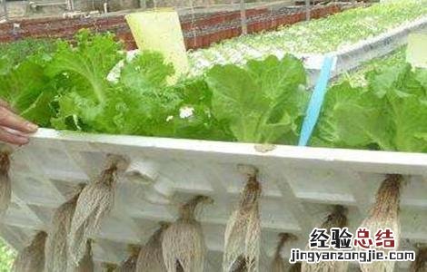 水培蔬菜的简易方法 水培蔬菜的简易方法有哪些