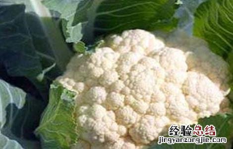 花椰菜的田间管理 有机花椰菜种植时间与技术