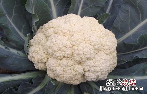 花椰菜的田间管理 有机花椰菜种植时间与技术