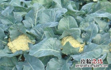 花椰菜的田间管理 有机花椰菜种植时间与技术