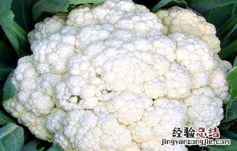 花椰菜的田间管理 有机花椰菜种植时间与技术