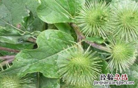 牛蒡的种植方法和时间 牛蒡的种植方法