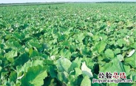 牛蒡的种植方法和时间 牛蒡的种植方法