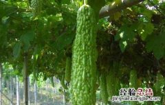 苦瓜田间管理技术 苦瓜田间管理技术规范