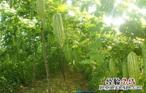 苦瓜田间管理技术 苦瓜田间管理技术规范