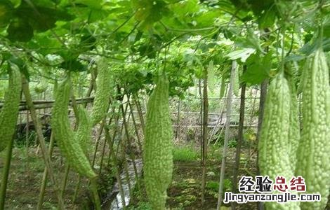 苦瓜田间管理技术 苦瓜田间管理技术规范