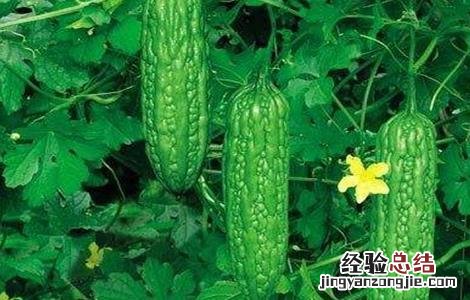 苦瓜对生长环境的要求 苦瓜对生长环境的要求是什么