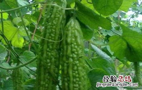 苦瓜对生长环境的要求 苦瓜对生长环境的要求是什么