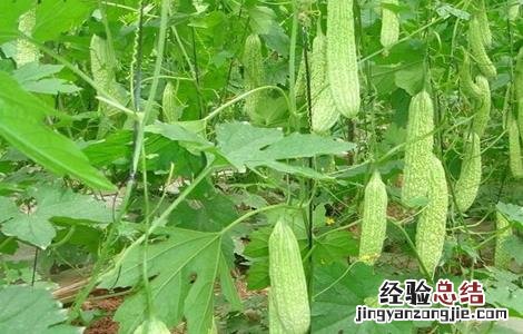 苦瓜对生长环境的要求 苦瓜对生长环境的要求是什么