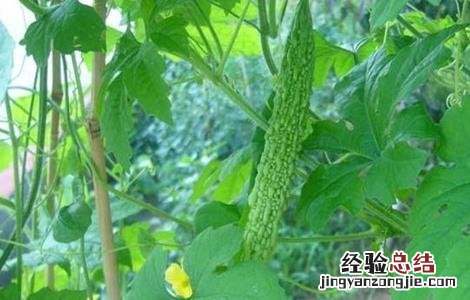 苦瓜对生长环境的要求 苦瓜对生长环境的要求是什么