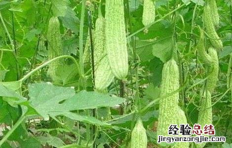 苦瓜对生长环境的要求 苦瓜对生长环境的要求是什么