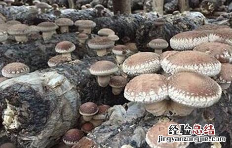 家庭蘑菇种植技术 蘑菇种植技术