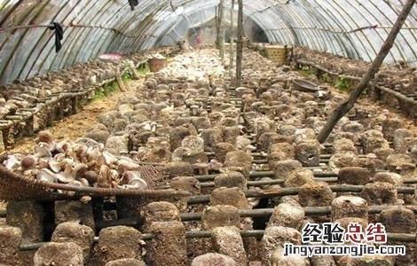 家庭蘑菇种植技术 蘑菇种植技术