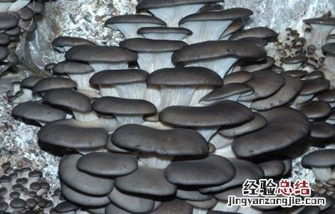家庭蘑菇种植技术 蘑菇种植技术