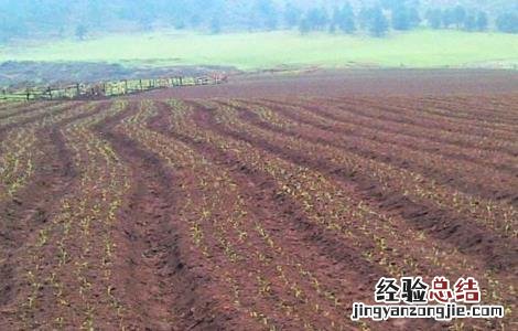 玛卡人工种植 如何种植玛卡