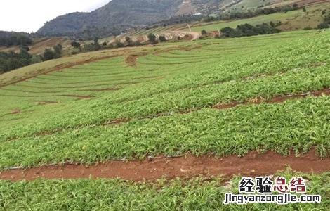 玛卡人工种植 如何种植玛卡