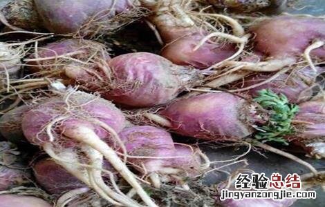 玛卡人工种植 如何种植玛卡