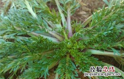 玛卡人工种植 如何种植玛卡