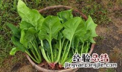 清爽芝麻菠菜墩怎么做 清爽芝麻菠菜墩怎么做视频