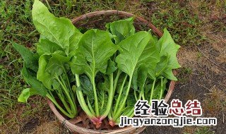 清爽芝麻菠菜墩怎么做 清爽芝麻菠菜墩怎么做视频