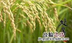 立秋节气之后是什么节气 立秋以后是什么节气