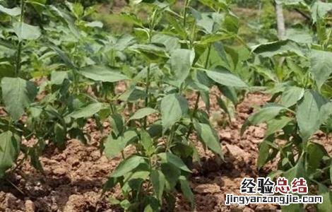 洋姜种植的注意事项你知道吗?跟随小诸葛来了解一下吧 洋姜种植的注意事项