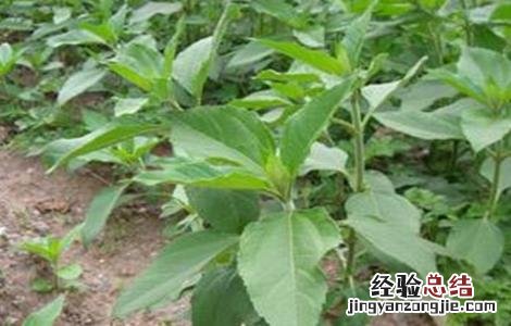 洋姜种植的注意事项你知道吗?跟随小诸葛来了解一下吧 洋姜种植的注意事项