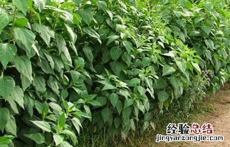 洋姜种植的注意事项你知道吗?跟随小诸葛来了解一下吧 洋姜种植的注意事项