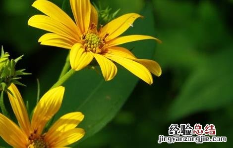 洋姜种植的注意事项你知道吗?跟随小诸葛来了解一下吧 洋姜种植的注意事项