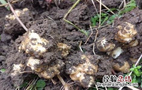 洋姜种植的注意事项你知道吗?跟随小诸葛来了解一下吧 洋姜种植的注意事项