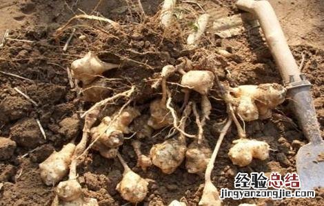 洋姜种植的注意事项你知道吗?跟随小诸葛来了解一下吧 洋姜种植的注意事项