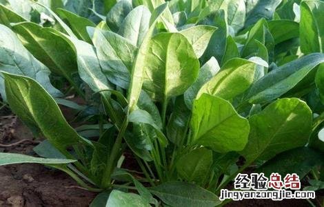 菠菜施肥方法,施什么肥料好? 菠菜的施肥方法