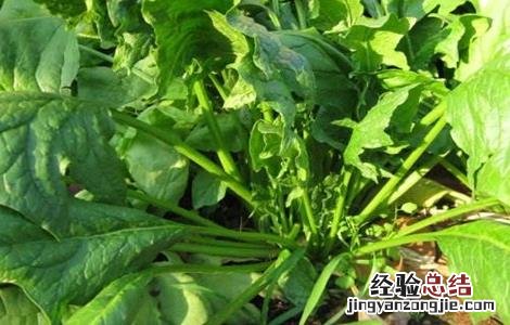 菠菜施肥方法,施什么肥料好? 菠菜的施肥方法